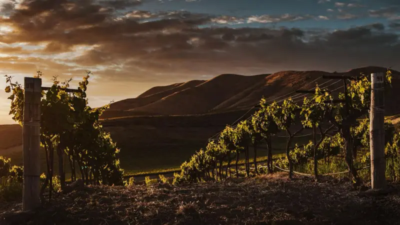 A vineyard at sunset with mountains behind